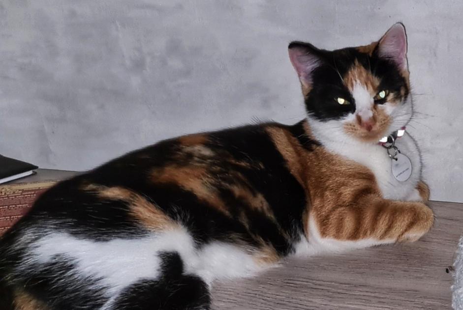 Disappearance alert Cat Female , 2 years Labesserette France