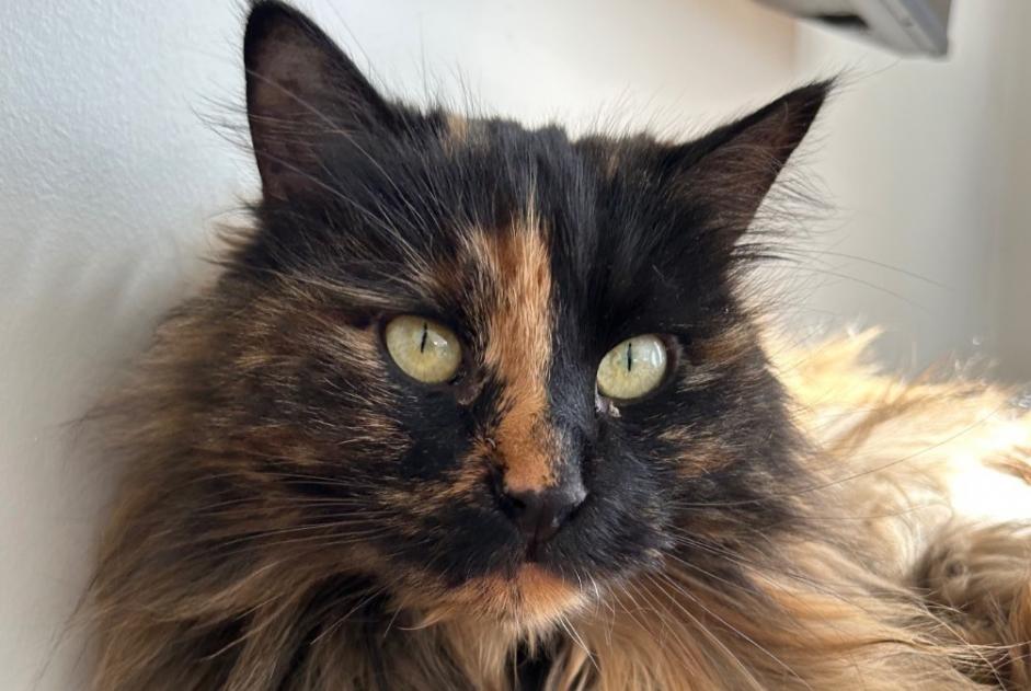 Disappearance alert Cat Female , 3 years Saint-Flour France