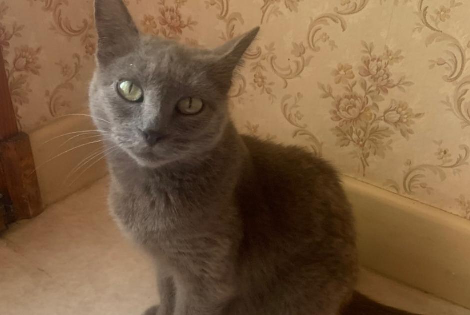 Discovery alert Cat miscegenation  Female Le Rouget-Pers France