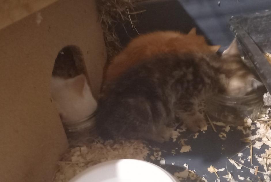 Avviso Ritrovamento Gatto incrocio di razze  Maschio Lanobre Francia