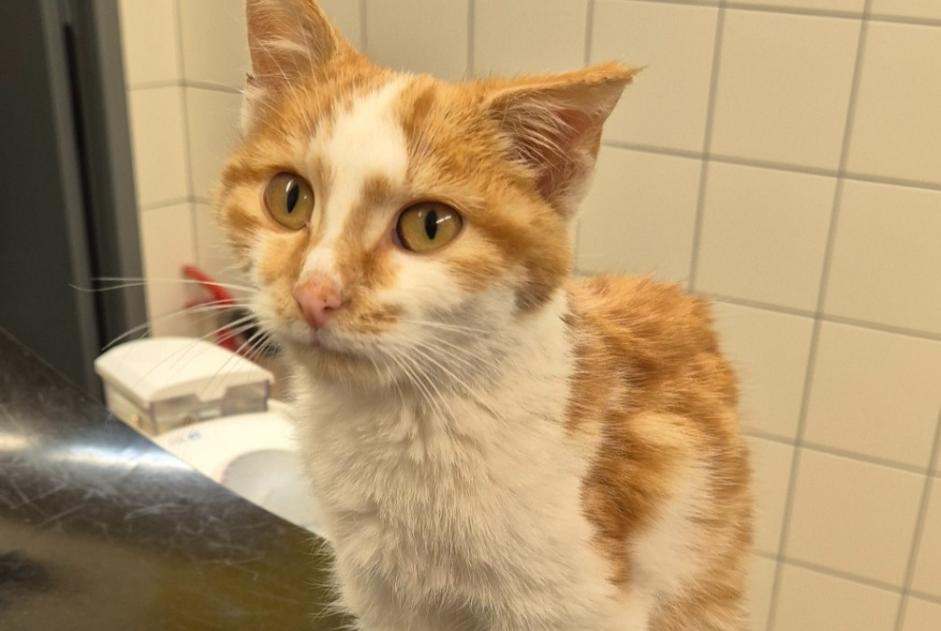 Alerta descoberta Gato cruzamento  Macho Jou-sous-Monjou France